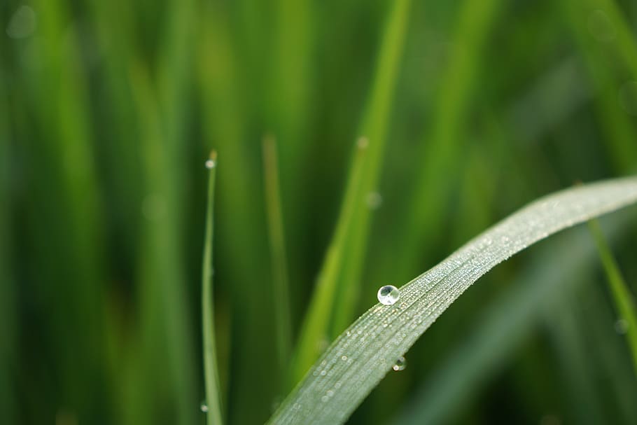 nature, dew, green, ch, morning, green color, plant, growth HD wallpaper