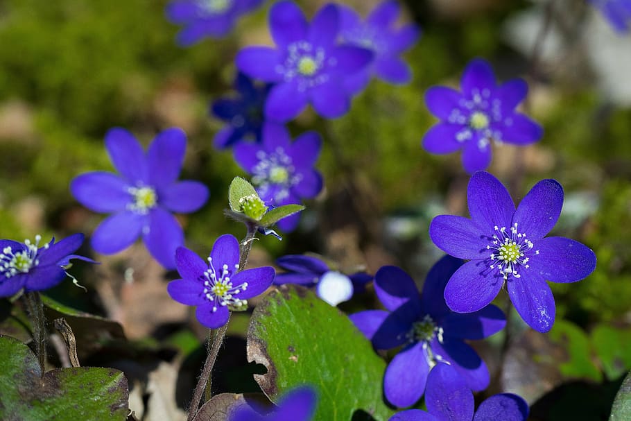 flower, hepatica, spring, blue, purple, focus on foreground