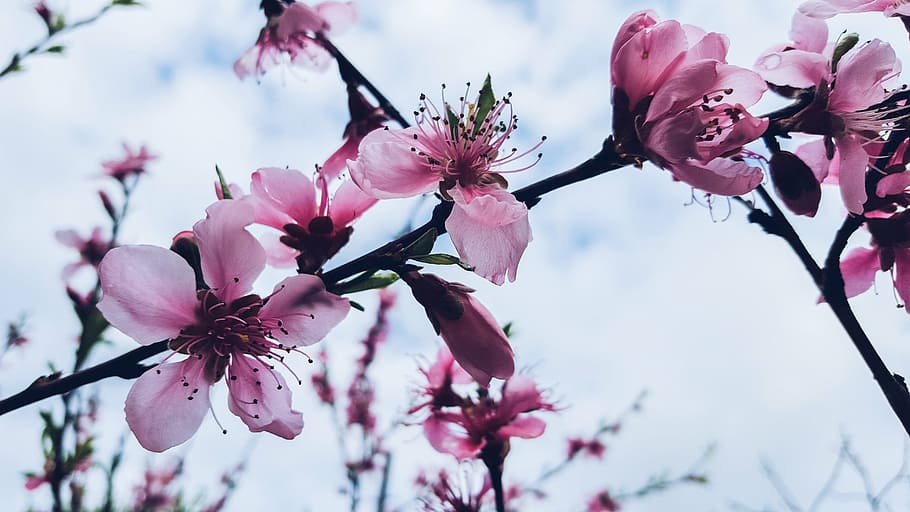 aroma, aromatic, bloom, blooming, blossom, botany, close-up HD wallpaper