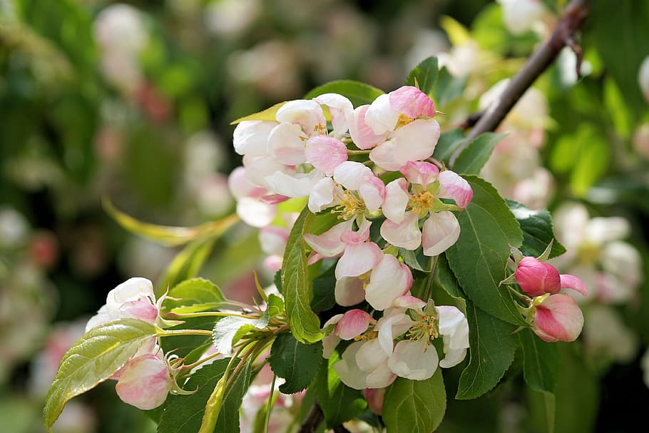 close-up photography of white flowers, Spring, Plant, Tree HD wallpaper