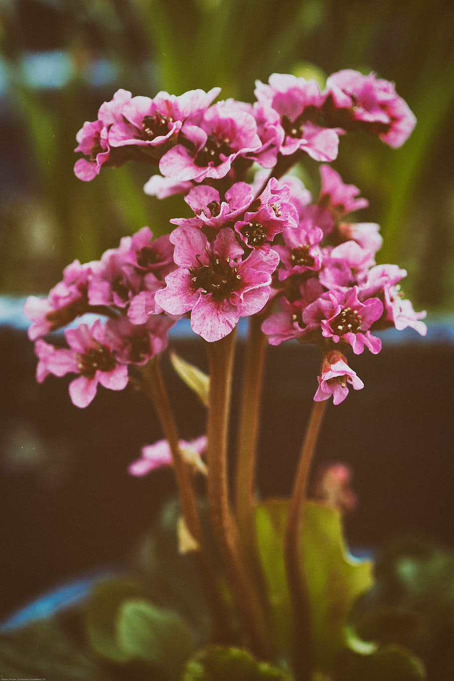 flower, nature, flowering, spring, flora, garden, bouquet, plants HD wallpaper