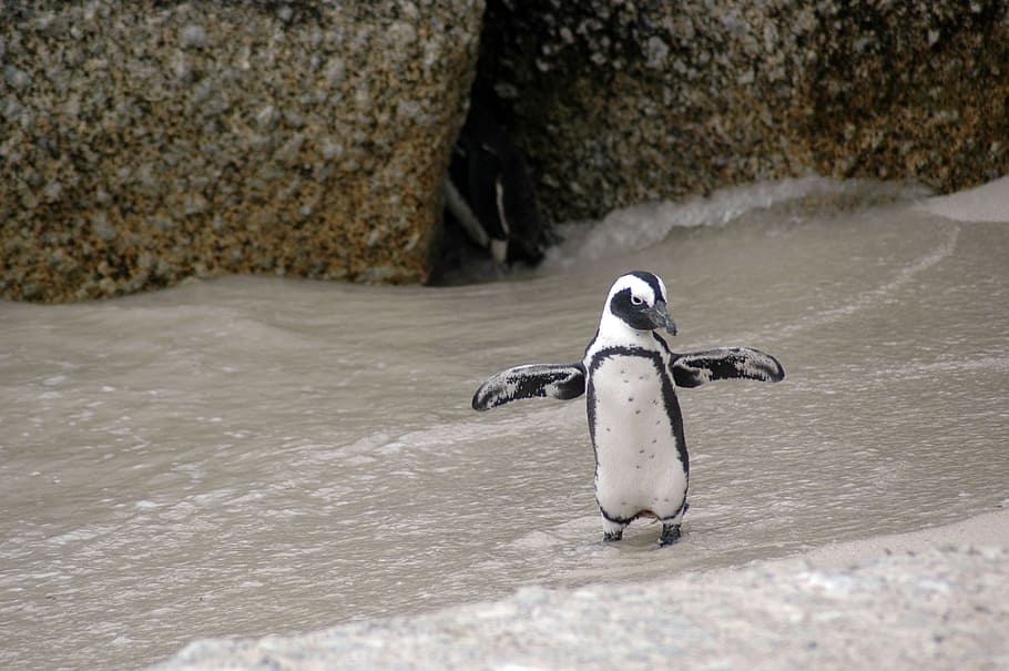photo of white and black penguin on sand, magellanic penguin, HD wallpaper