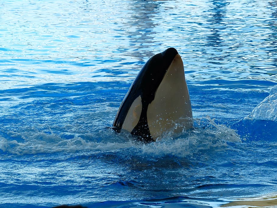 Orca showing head above water, killer whale, orcinus orca, orka, HD wallpaper