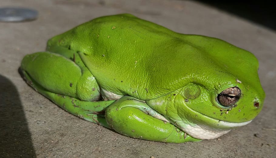 Green Tree Frog, Australian, australian frog, amphibian, animal HD wallpaper