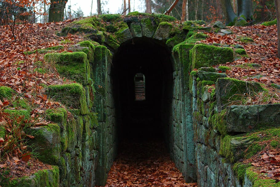tunnel covered in moss, leaf, wood, path, instructions, tree HD wallpaper