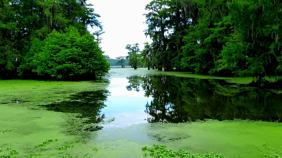 lake, water, reflections, trees, nature, landscape, bayou, louisiana, HD wallpaper