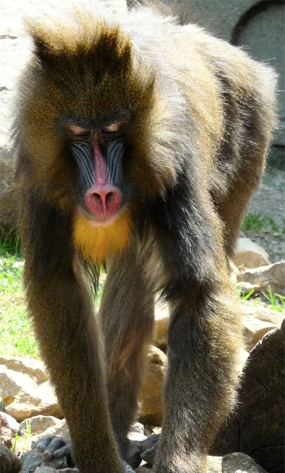 animal, monkey, wildlife, primate, africa, mandrillus, jungle animals HD wallpaper