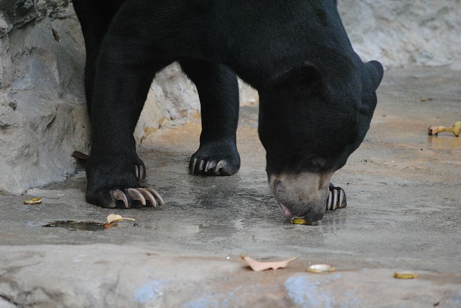 black bear on grey concrete floor, animal, wildlife, mammal, nature, HD wallpaper