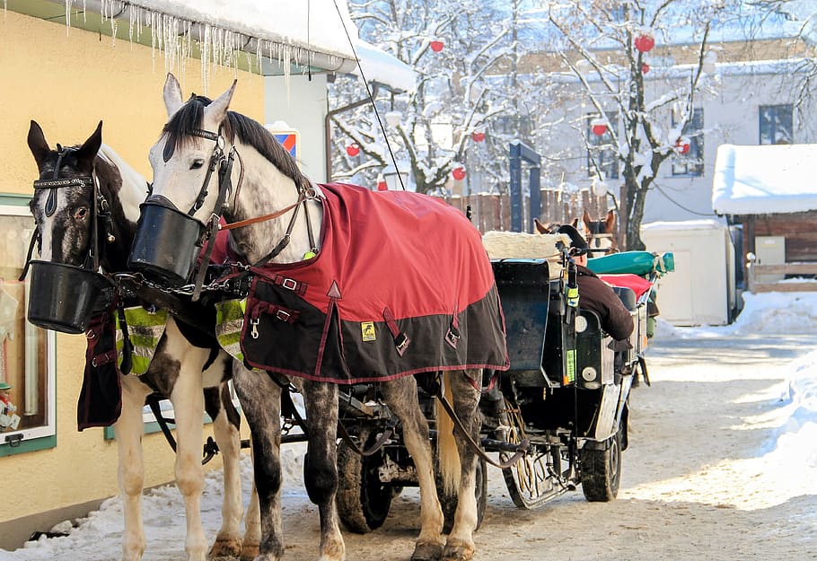 winter, horses, snow, ice, cold, animal feeding, animals, nature HD wallpaper