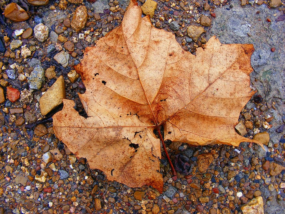 dried leaf on floor, fall, fall colors, fall leaves, autumn HD wallpaper