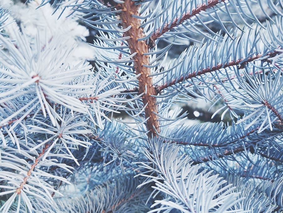 branches, plant, tree, season, close-up, pine, pine tree, full frame HD wallpaper