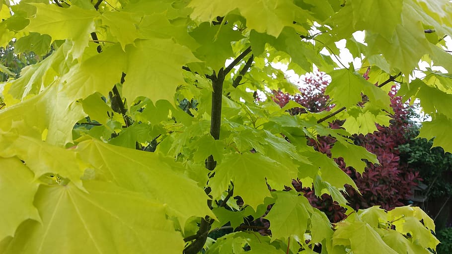 spring, leaves, leaf, yellow, tree, foliage, color, plant, plant part HD wallpaper
