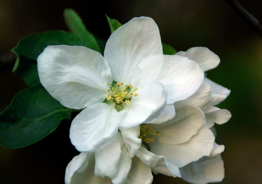 Trees, Spring, Apple, Flower, flowers, apple flower, flowering tree HD wallpaper