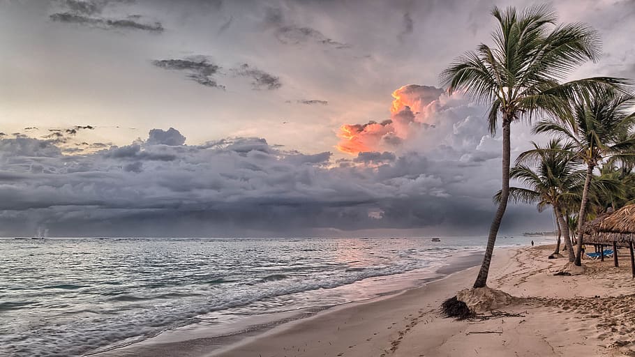 Coconut Tree on Shore during Daylight, beach, clouds, island HD wallpaper