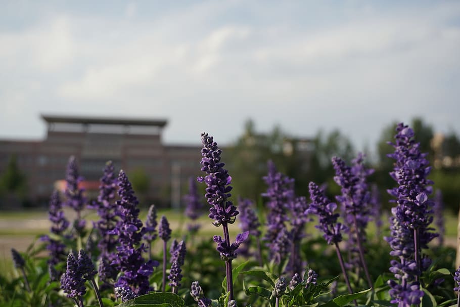 grassland, lavender, campus, flower, flowering plant, purple HD wallpaper