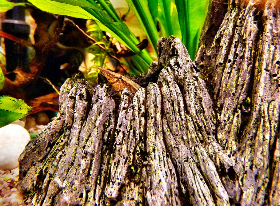 aquarium, eel, fish, water, belt spiny eel, hiding place, nature HD wallpaper