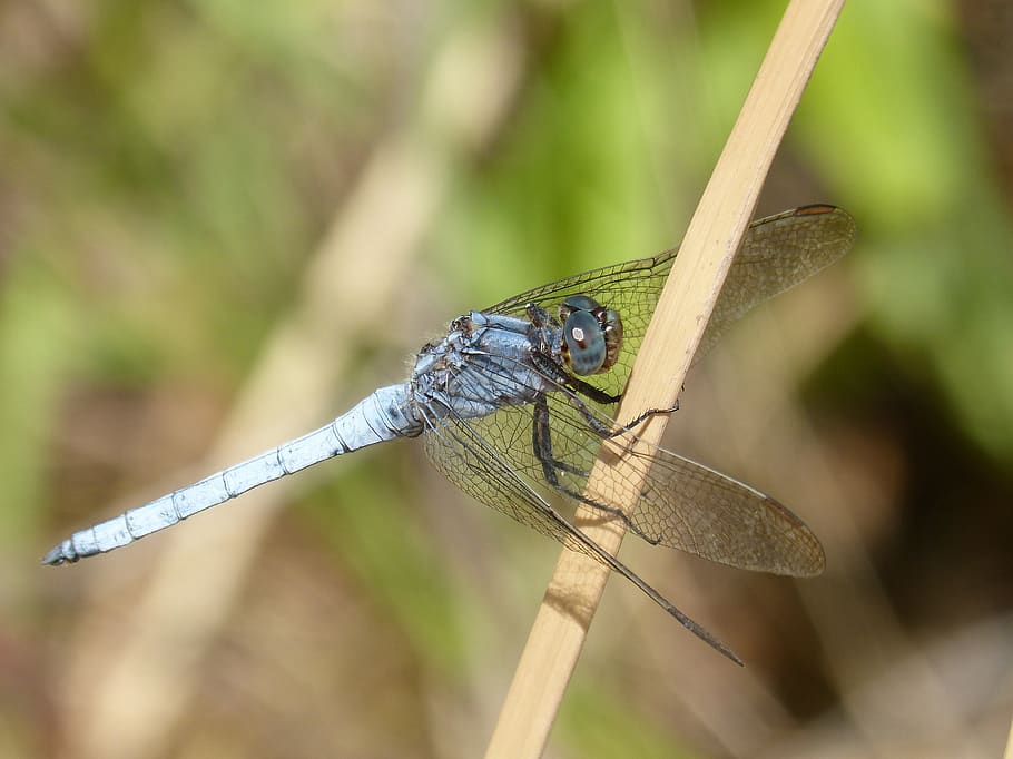 dragonfly, orthetrum brunneum, blue dragonfly, parot pruïnos, HD wallpaper