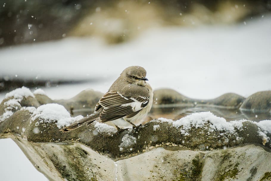 selective focus photograph of gray bird on concrete birdbath, HD wallpaper