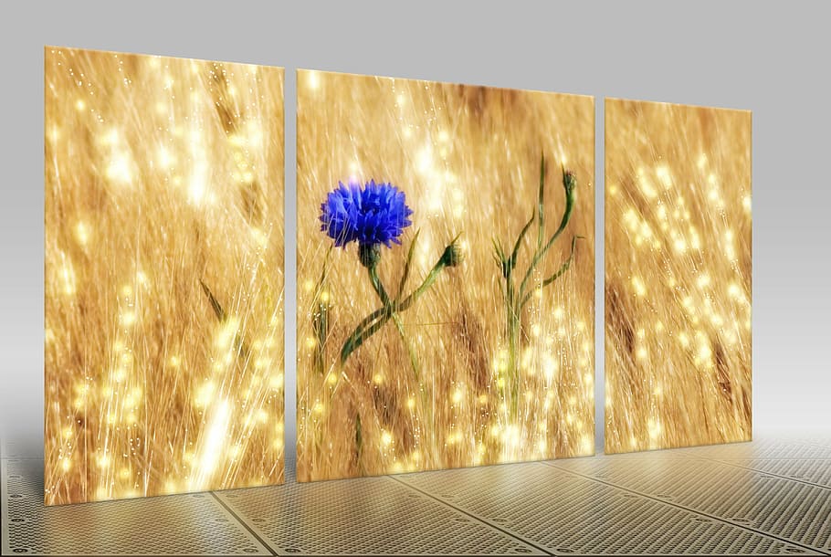 blue cornflower 3-panel painting, grain, cereals, field, arable HD wallpaper