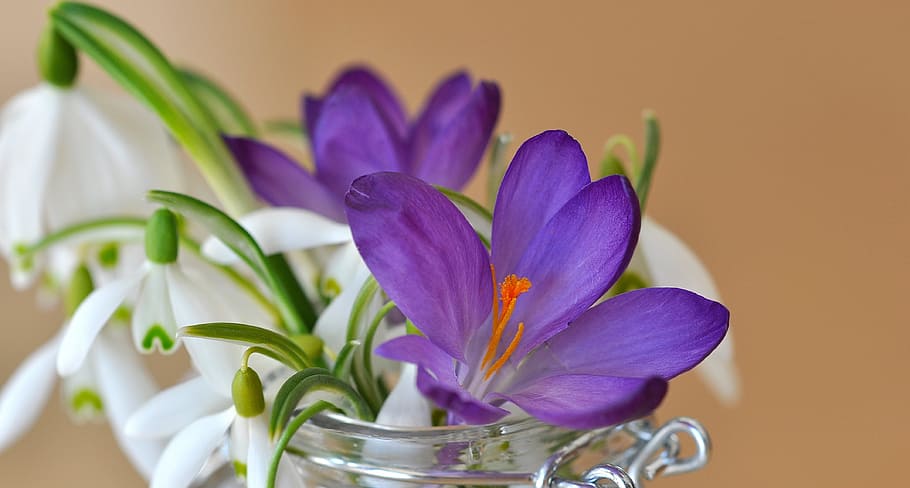 crocus, snowdrop, lily of the valley, white, purple, violet, HD wallpaper