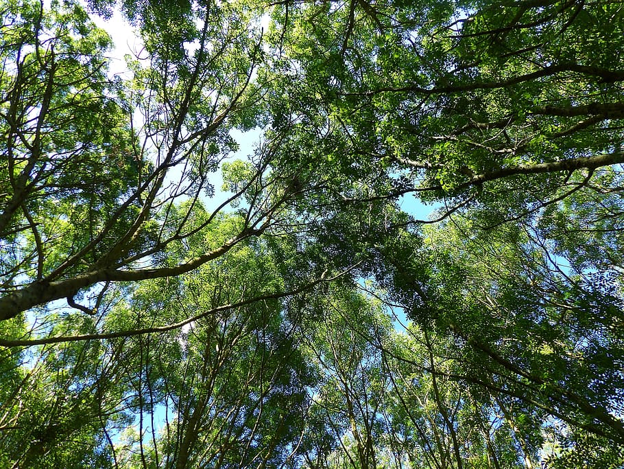 trees, diving against, nature, trunk, uplight, forest, plant HD wallpaper