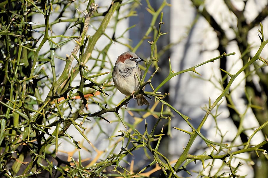 tree, little, cute, bird, fly, wings, feather, wildlife, beak HD wallpaper