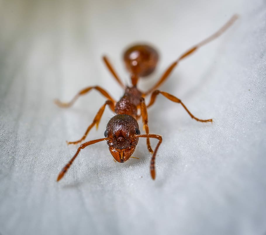 insect, macro, ant, redhead, animal themes, animal wildlife HD wallpaper
