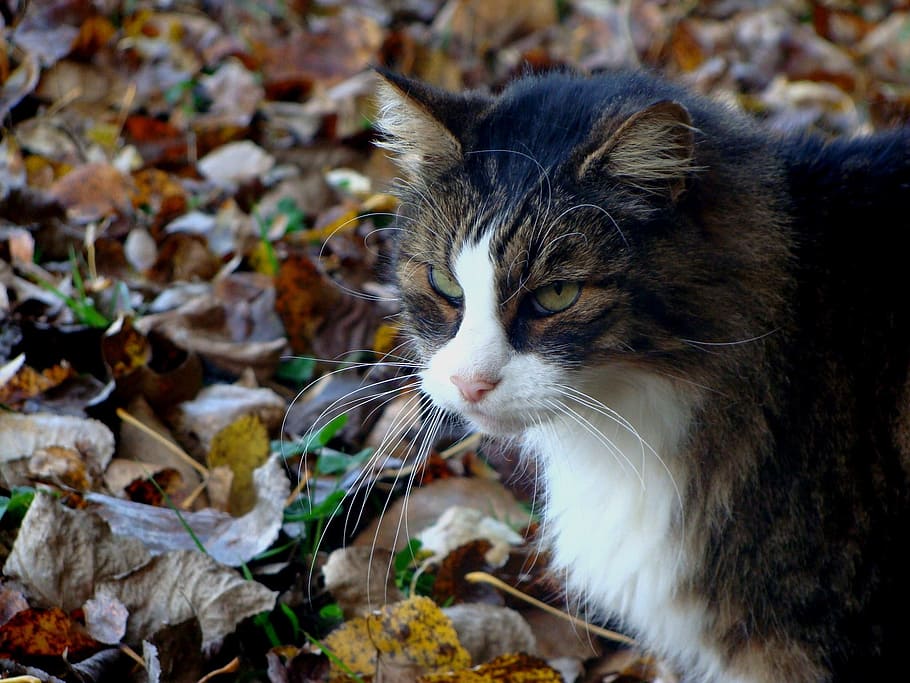Cat, Fall, Nature, Animal, Portrait, feline, domestic animal HD wallpaper