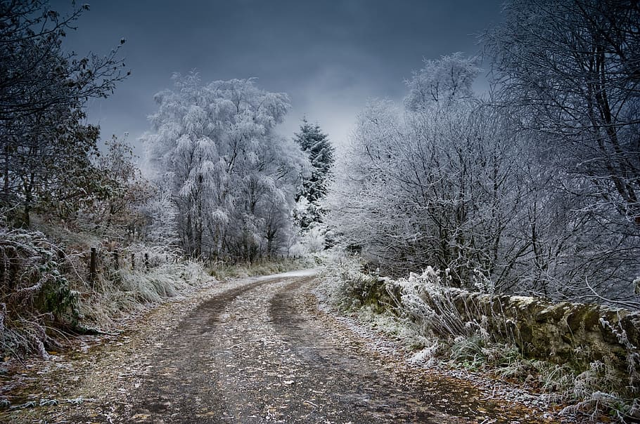 road surrounded by gray and black trees under gray sky, frost, HD wallpaper
