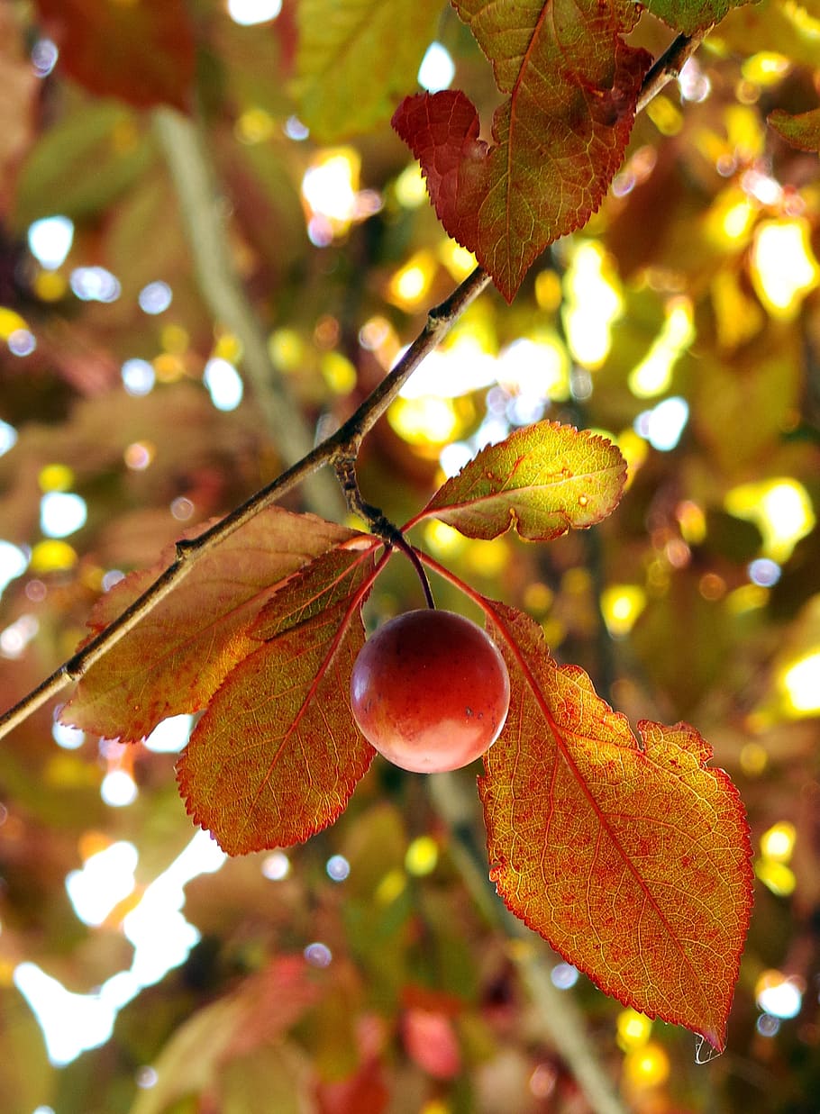 plum fruit, fruit tree, leaf, nature, branch, season, plant HD wallpaper