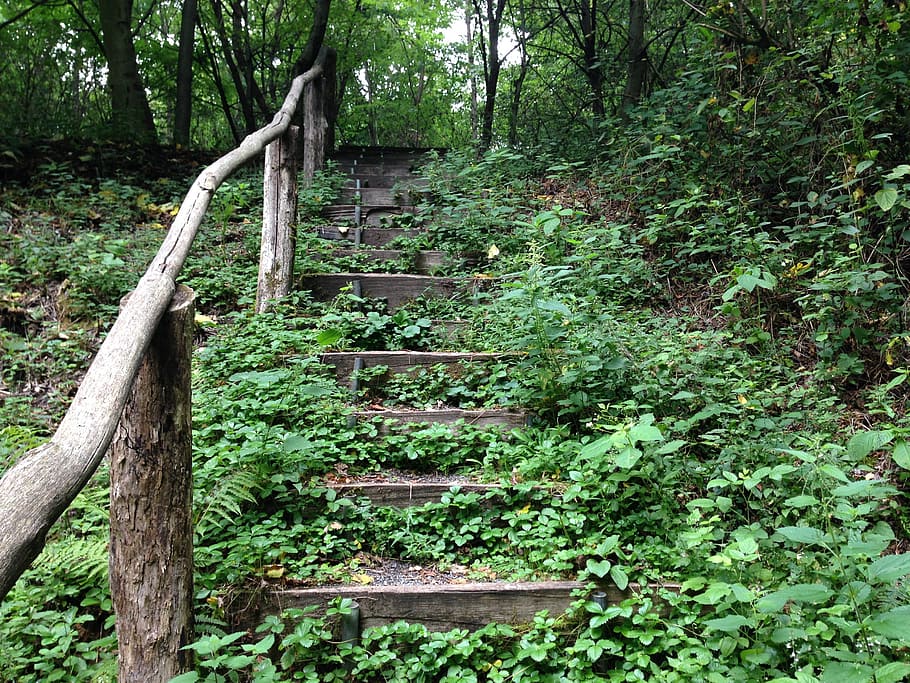 forest, stairs, forest staircase, forest path, nature, gradually HD wallpaper