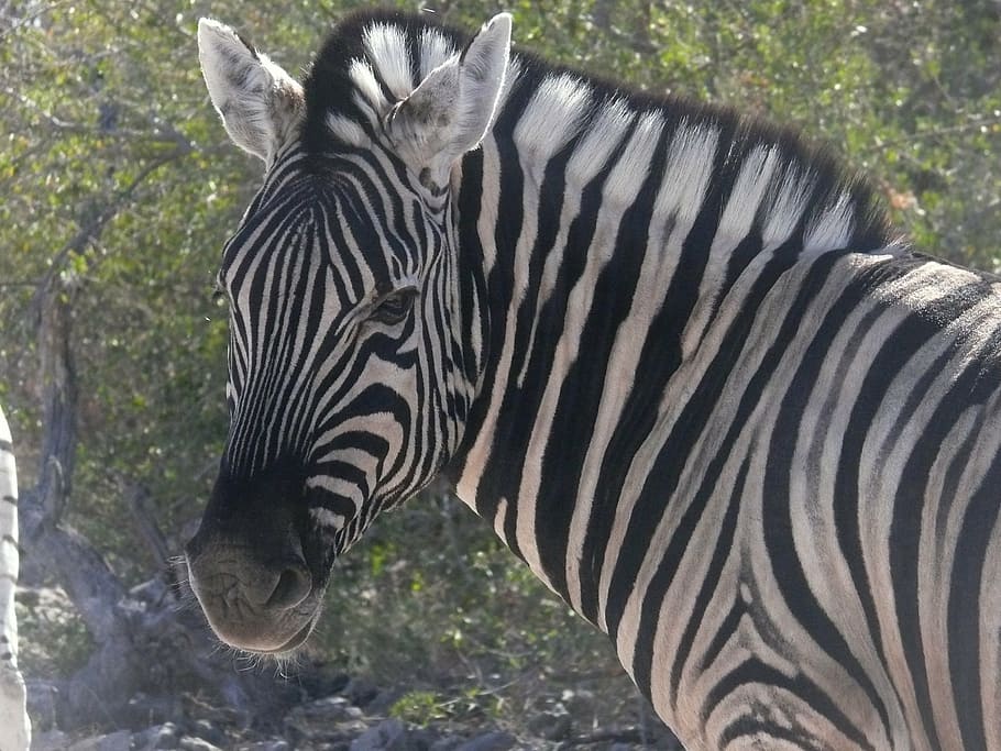 close-up photo of zebra face, namibia, animals, african, mammal HD wallpaper