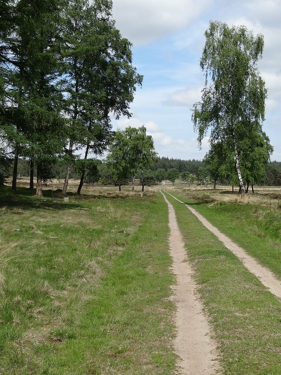 nature, spring, pasture, trees, forest, rural Scene, outdoors HD wallpaper
