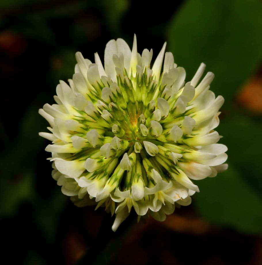 flower, clover, white, green, petals, spring, plant, leaf, blossom HD wallpaper