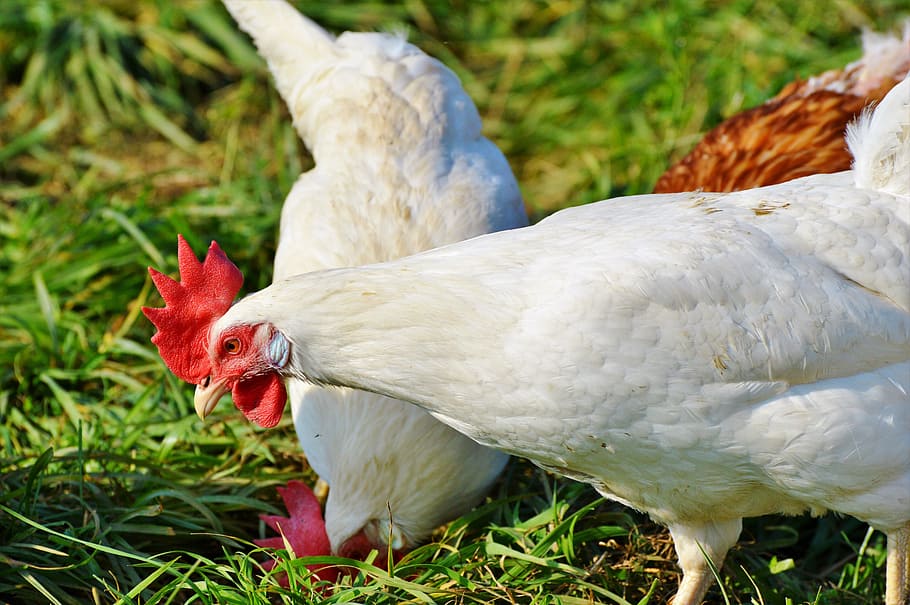 chicken, hen, poultry, range, livestock, farm, bird, chickens HD wallpaper
