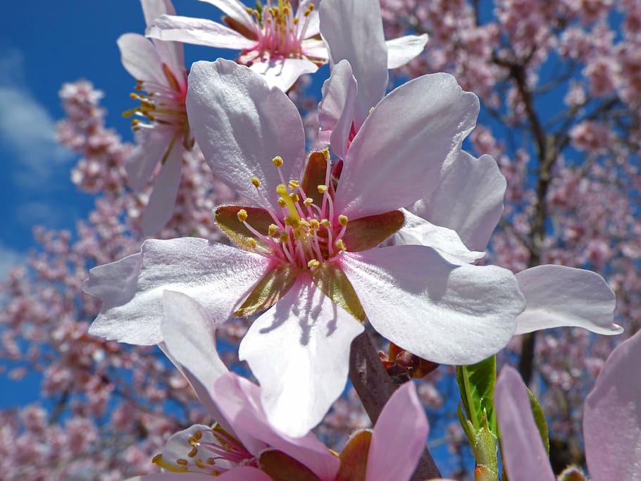 HD wallpaper: tree with pink flowers, almond flower, foreground, almond ...