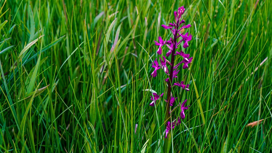 flower, prado, wild, spring, grass, plant, growth, flowering plant HD wallpaper