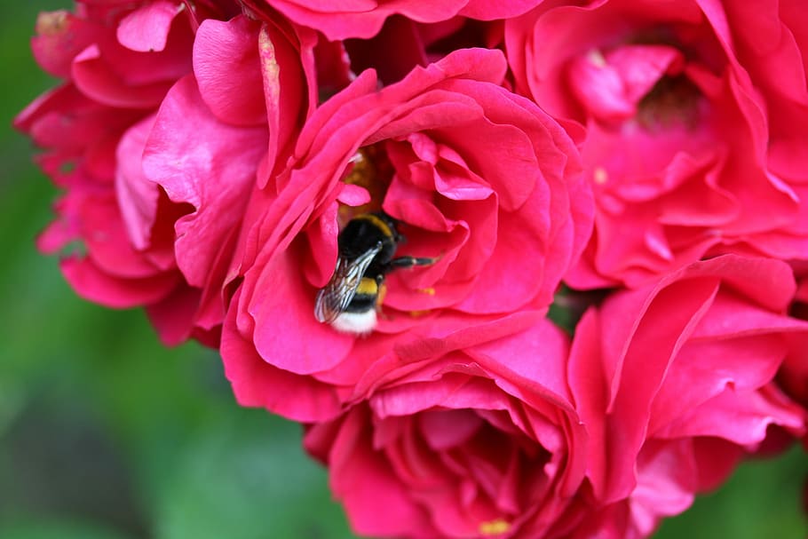 Rose, Red, Nectar, Bee, Garden, Summer, plant, flower, petal HD wallpaper