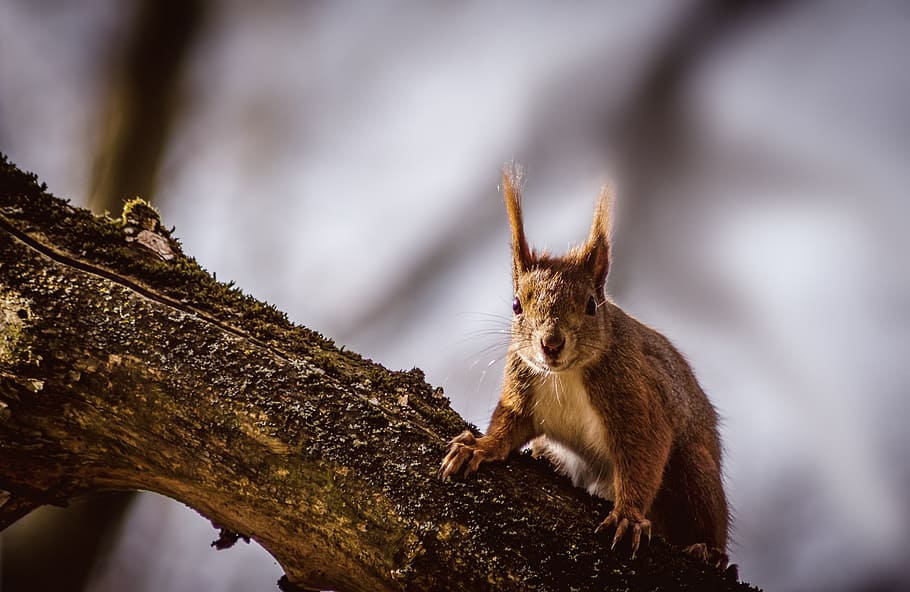squirrel, animal, nature, rodent, forest, wildlife photography
