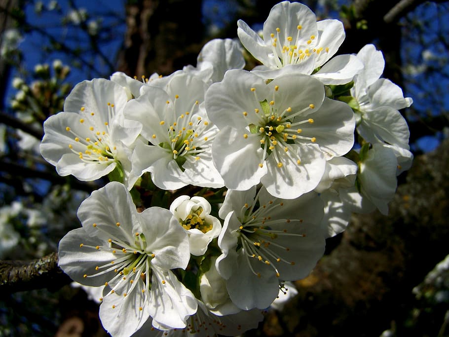 flowering cherry tree, white flower, spring, flowering plant HD wallpaper