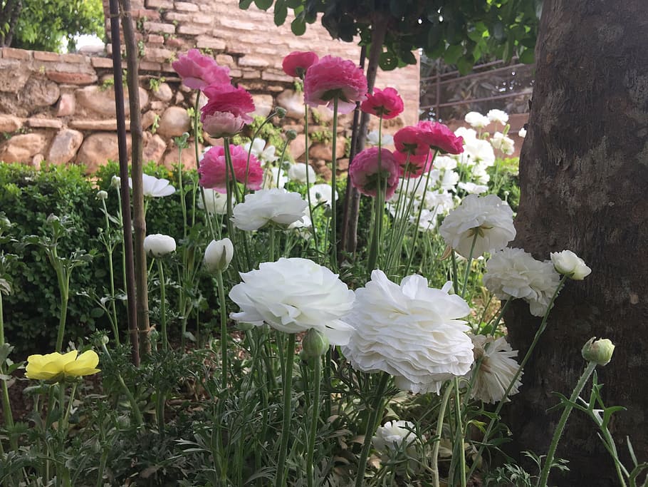 flowers, alhambra, generalife, nature, plant, flowering plant HD wallpaper