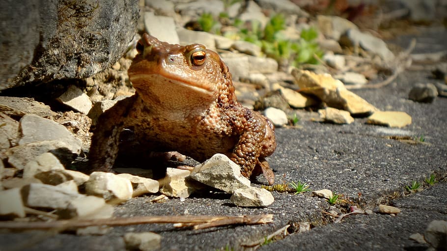 toad, frog, urmonster, anuran, pairing, animals, amphibians HD wallpaper