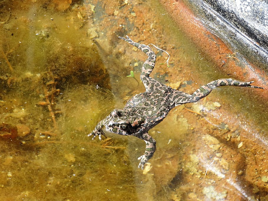 frog, toad, amphibians, pond, water, one animal, animal wildlife HD wallpaper