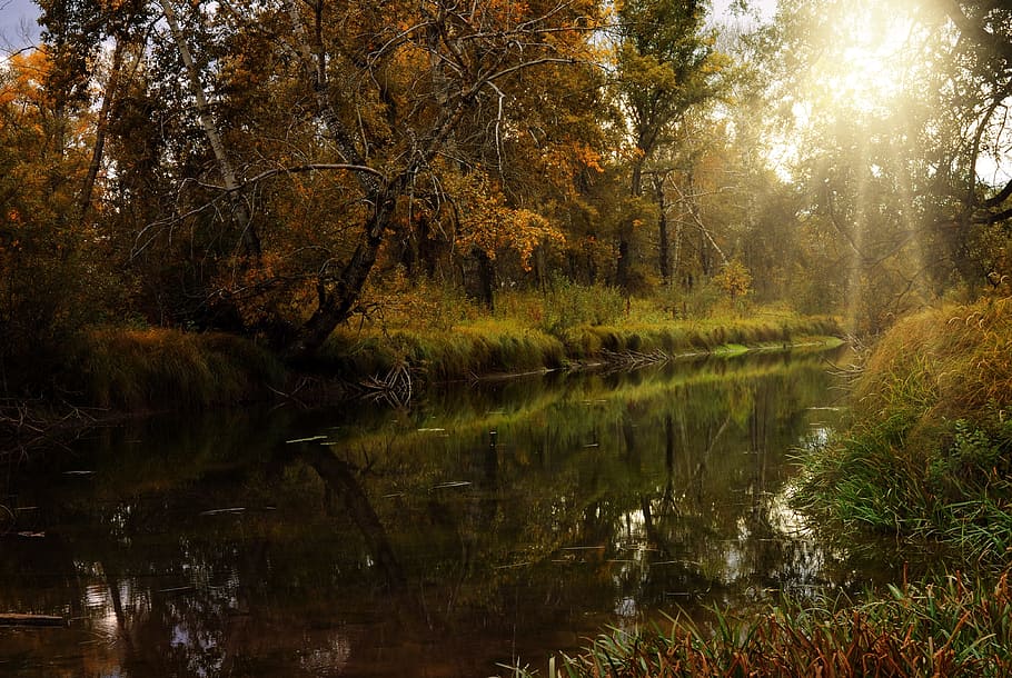 brown trees near in lake, forest, nature, landscape, fall, river HD wallpaper