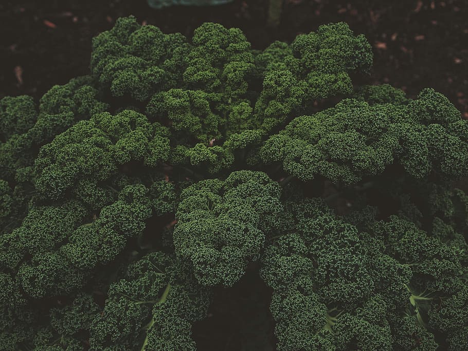 green tress, aerial view photography of green forest, tree, vegetable HD wallpaper