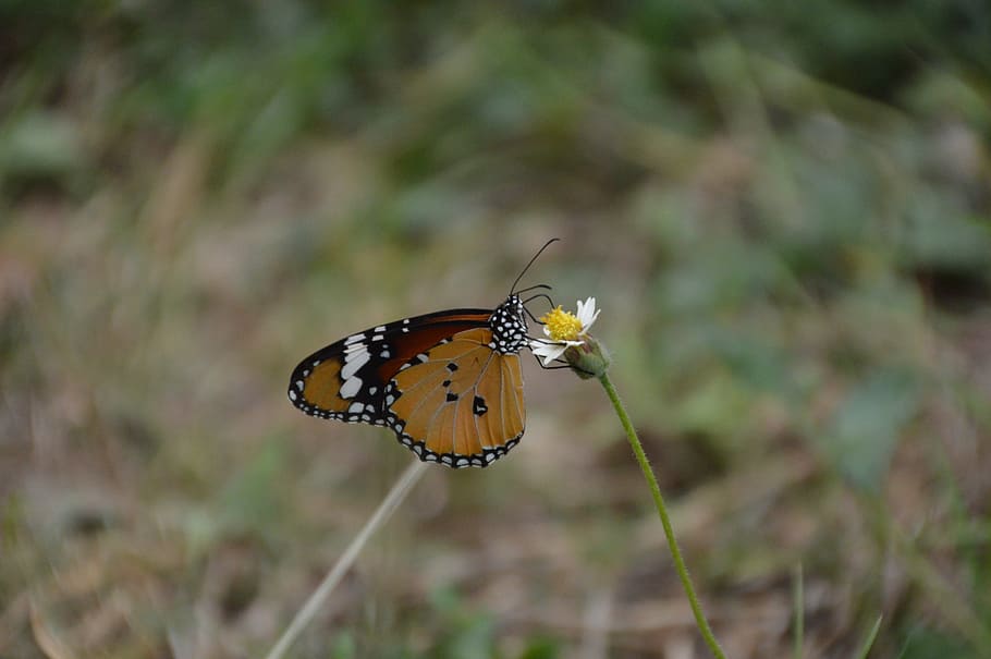 butterfly, on top, animal themes, animal wildlife, insect, invertebrate HD wallpaper