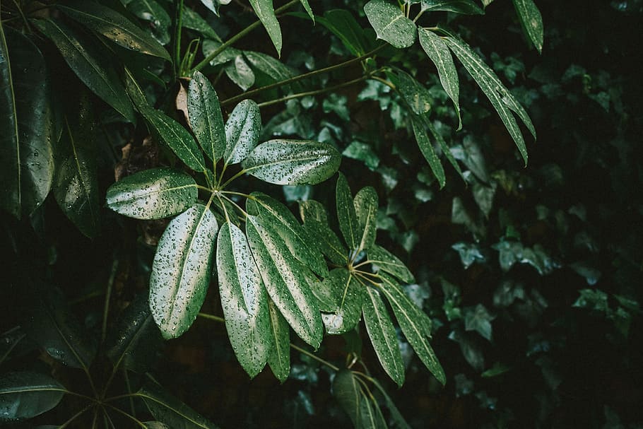 closeup photo of green leafed tree, close-up photo of green leaf plant HD wallpaper