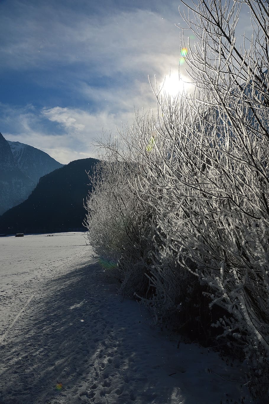 snow, winter, winter forest, wintry, tree, cold, tyrol, plant HD wallpaper