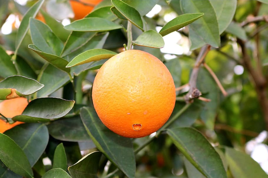 fruit, leaf, nature, food, tree, citrus, orange, plant part HD wallpaper