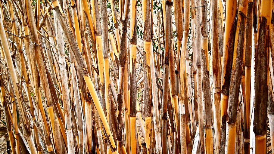 cane, arundo donax, stems cylindrical, vegetable, botany, nature HD wallpaper